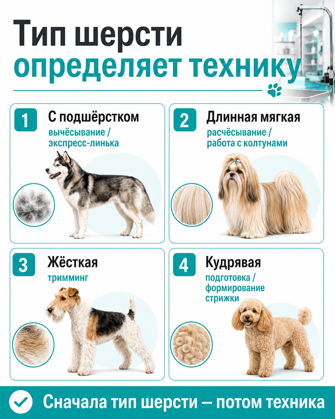 Типы шерсти собак на курсах грумера и способы обработки