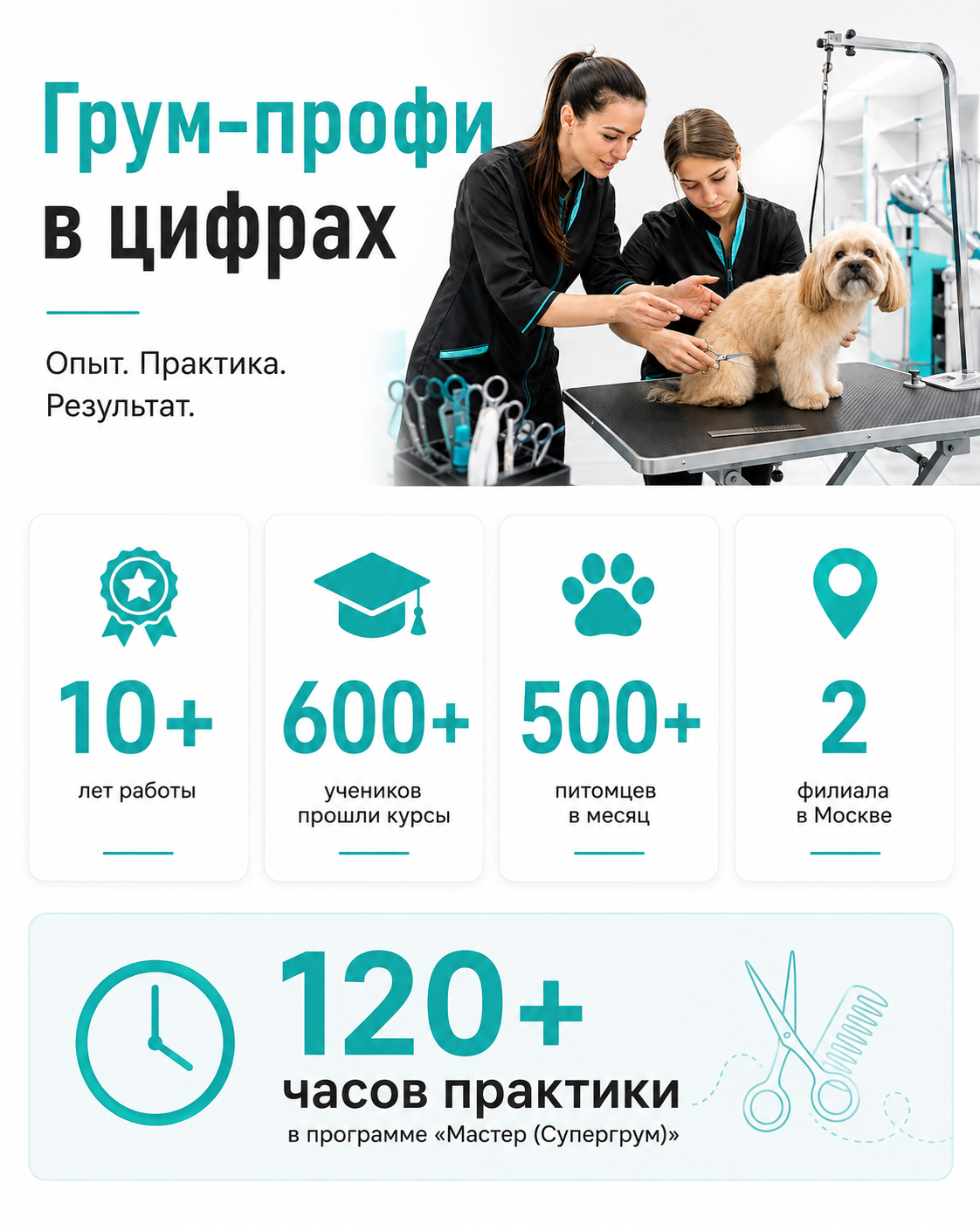 Школа груминга Грум-профи статистика обучения и практики
