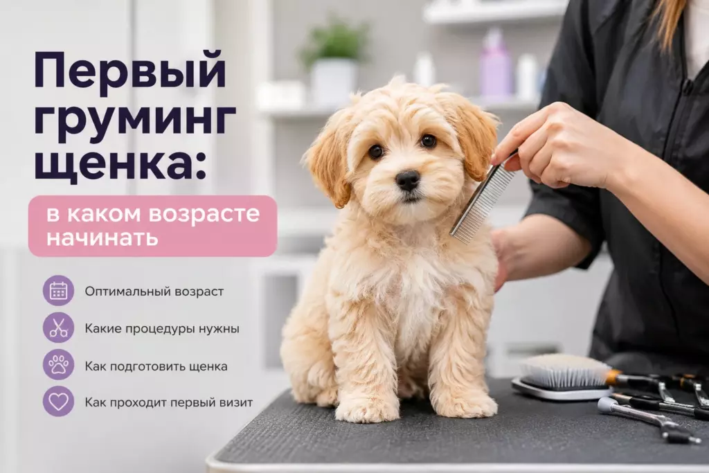 Первый груминг щенка