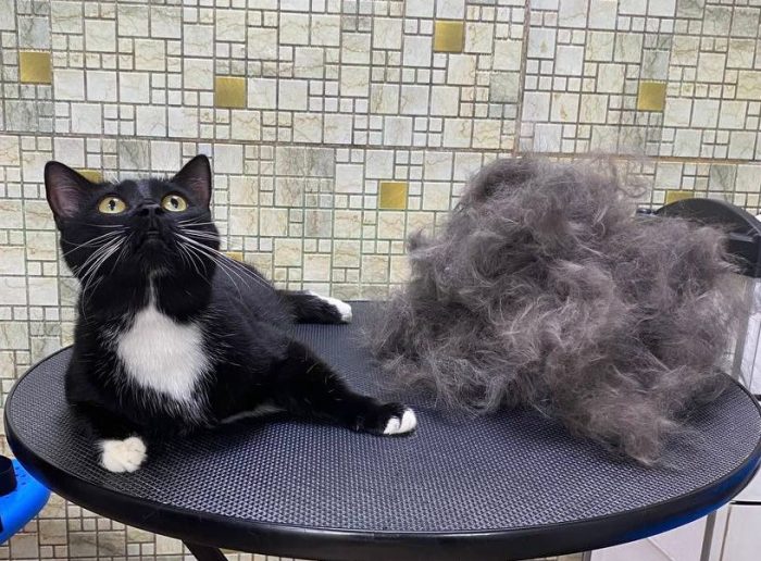груминг кота чёрный